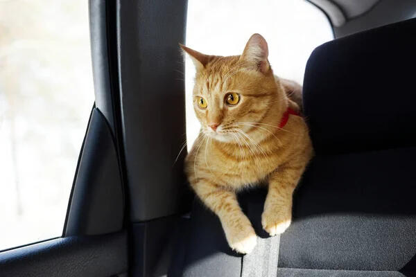 Cat trapped in car.