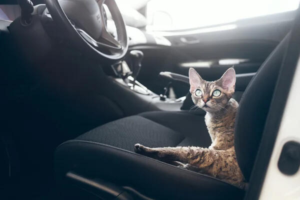 Kitten trapped in vehicle.